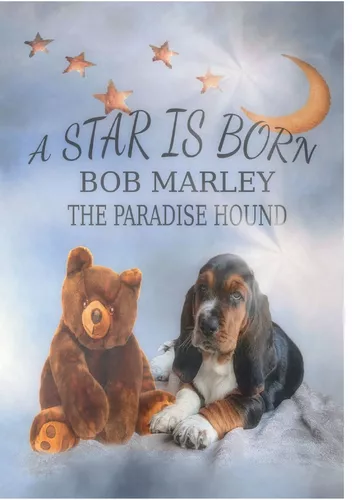 A Star is born - Bob Marley the Paradise Hound