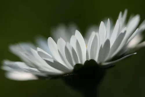 Anna Stefan Anna Stefan