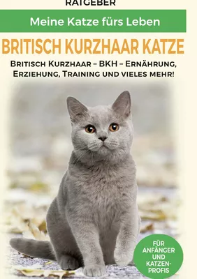 Britisch Kurzhaar Katze
