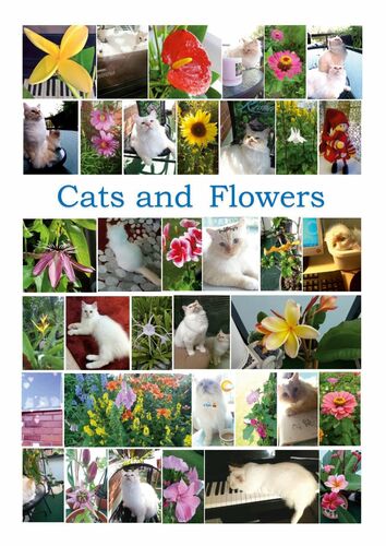 Cats and Flowers