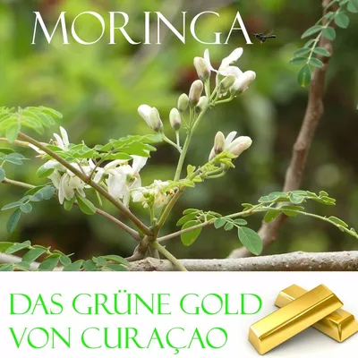 Das grüne Gold von Curacao