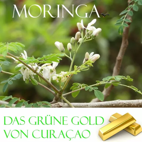 Das grüne Gold von Curacao