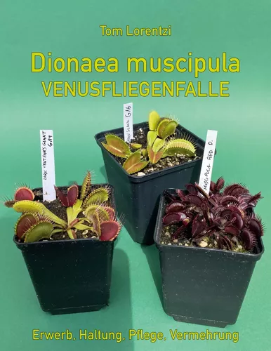 Dionaea muscipula