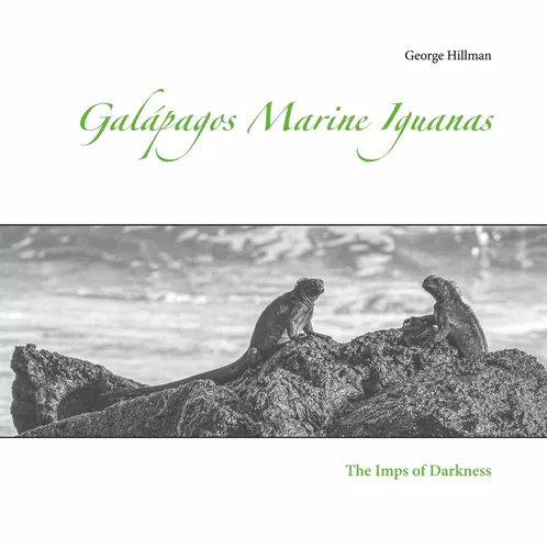 Galápagos Marine Iguanas