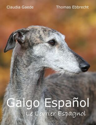 Galgo Español