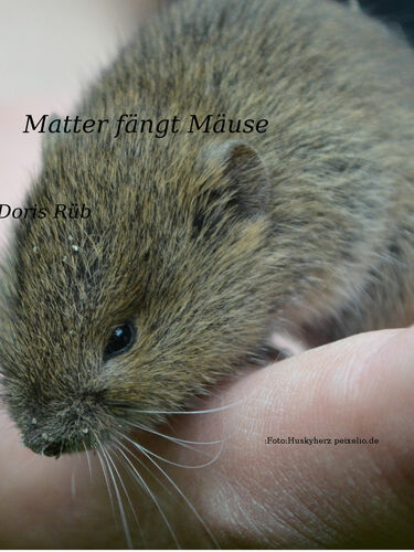 Matter fängt Mäuse