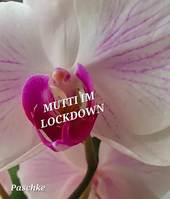 Mutti im Lockdown