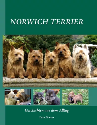 NORWICH TERRIER