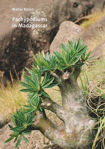 Pachypodiums in Madagascar