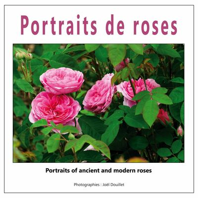 Portraits de roses