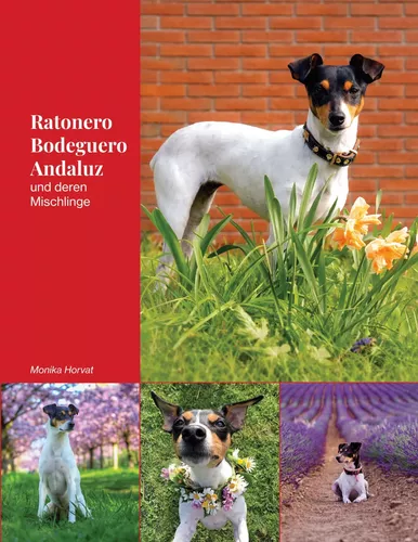 Ratonero Bodeguero Andaluz