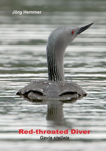 Red-throated Diver