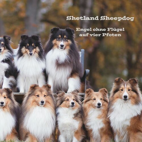 Shetland Sheepdog
