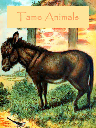 Tame Animals