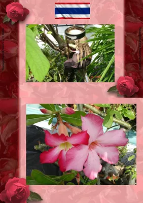 Thai Blumen und Pfanzen Photobuch von Heinz Duthel