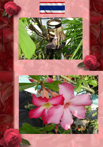 Thai Blumen Und Pfanzen Photobuch Von Heinz Duthel