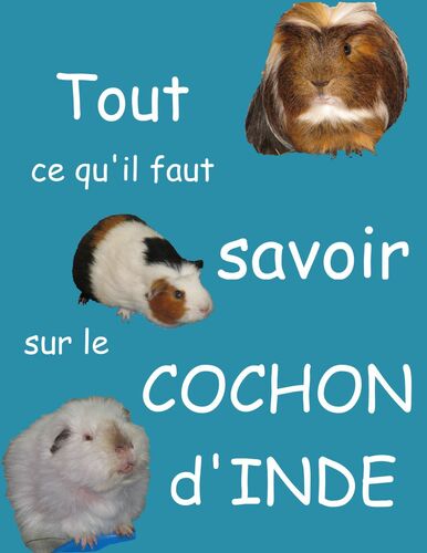 Tout ce qu'il faut savoir sur le cochon d'inde
