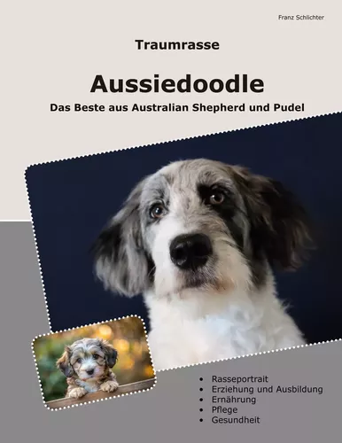 Traumrasse Aussiedoodle