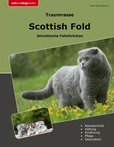 Traumrasse Scottish Fold