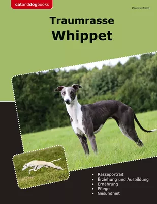 Traumrasse Whippet