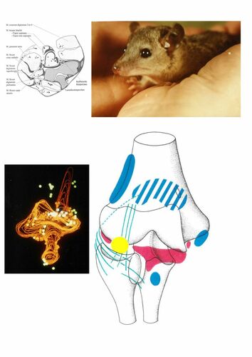 Verteilungsprinzipien von Gelenkrezeptoren entwickelt am Tiermodell Monodelphis domestica