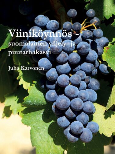 Viiniköynnös - suomalainen viljely- ja puutarhakasvi