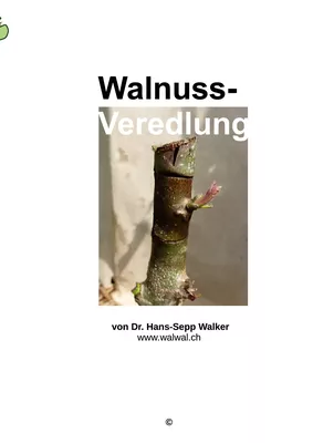 Walnuss-Veredlung